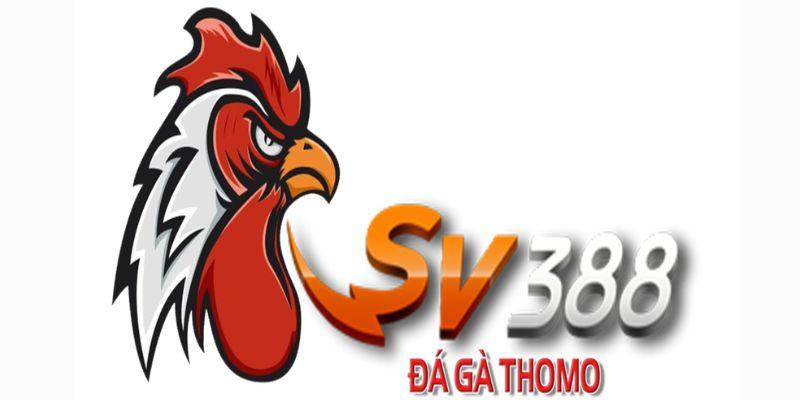Đá gà SV388: Hướng dẫn chơi hiệu quả, chọn gà và chiến thuật